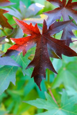 Liquidambar styraciflua 'Worplesdon' - ambroň západní - list podzim